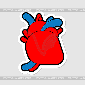 Anatomical heart . Internal organ - vector image