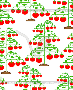Томатный куст шаблон бесшовные. Фон помидоров. - стоковый клипарт