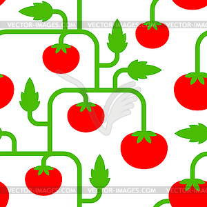 Томатный куст шаблон бесшовные. Фон помидоров. - стоковый клипарт