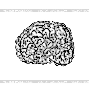 Brain hand drawing . Brains Engraving illustratio - white & black vector clipart