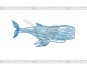 Sperm whale hand drawing . cachalot - vector image