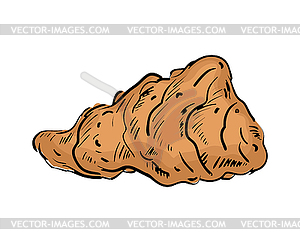 Jerusalem artichoke hand drawing . root vegetable - vector clip art