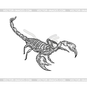 Scorpion hand drawing sketch. linear terrestrial - vector clipart / vector image