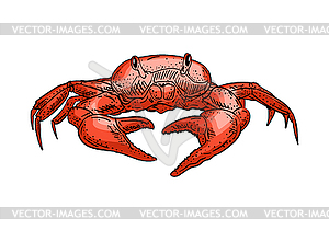 Crab hand drawing sketch. linear sea cance - vector clipart