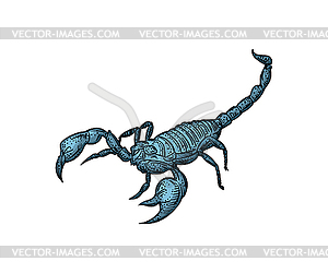 Scorpion hand drawing sketch. linear terrestrial - vector clip art
