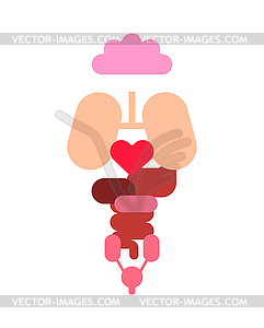 Internal organs simple shape. anatomical medical - vector clipart