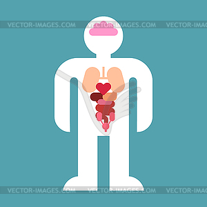 Internal organs simple shape. anatomical medical - vector clipart