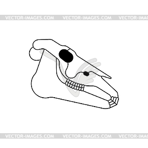 Лошадь череп . лошадь череп - векторное графическое изображение