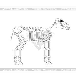 Horse skeleton . horse bones - vector clipart