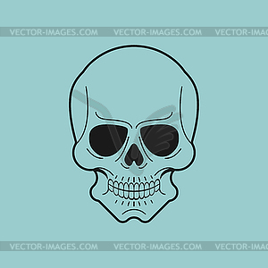 Anatomical skull . skeleton head - vector image