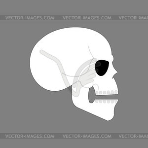 Anatomical skull . skeleton head - vector image