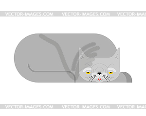 Old cat . Grandpa cat.  - vector clipart