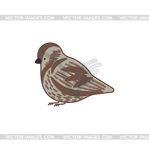 Sparrow . Small bird  - vector clipart