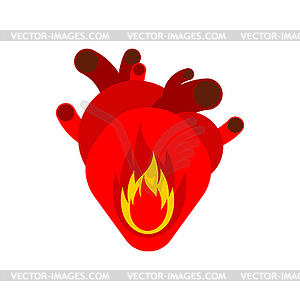 Fire in heart. Flame in an anatomical heart. Concep - vector clipart