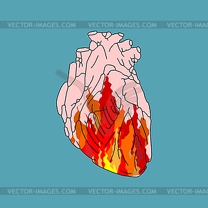 Fire in heart. Flame in an anatomical heart. Concep - vector clip art