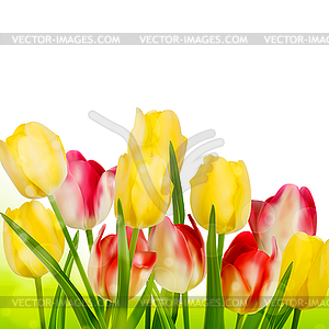 Beautiful tulips . EPS 10 - vector clip art