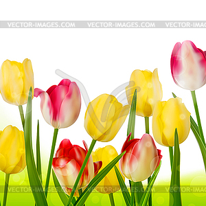 Bouquet of tulips . EPS 10 - vector clipart / vector image