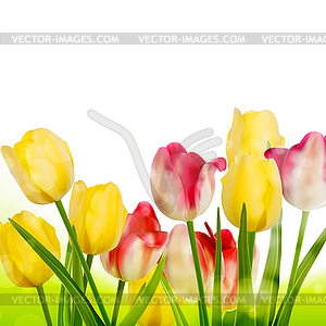 Fresh tulips . EPS 10 - vector image