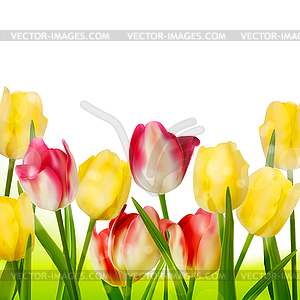 Fresh tulips . EPS 10 - vector image