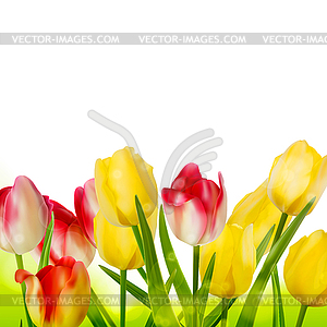 Fresh tulips . EPS 10 - vector clip art