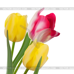 Tulip composition. EPS 10 - color vector clipart