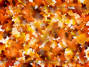 Colorful autumn leaves - vector clipart