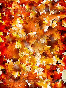 Colorful background of autumn leaves. EPS 10 - vector clip art