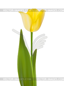 Тюльпан. EPS 10 - цветной векторный клипарт