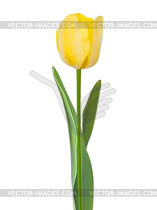 Tulip . EPS 10 - vector image