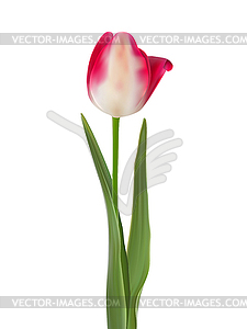 Pink tulip flower . EPS  - vector clipart