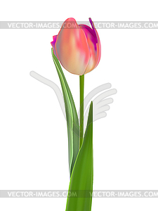 One pink tulip . EPS  - vector clipart / vector image