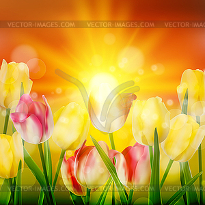 Sunset Over Field of Colorful Tulip. EPS 10 - vector image