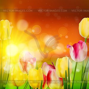 Закат над полем красочного тюльпана. EPS 10 - иллюстрация в векторном формате