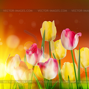 Tulip Field during Sunset. EPS 10 - vector clipart