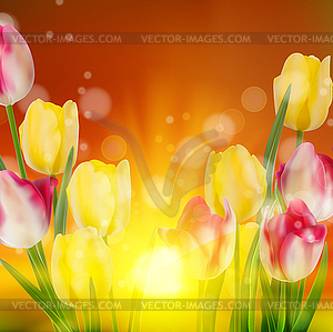 Tulip Field during Sunset. EPS 10 - vector clip art