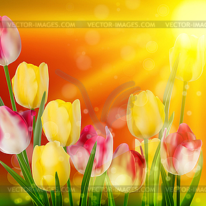 Tulip Field during Sunset. EPS 10 - vector clipart