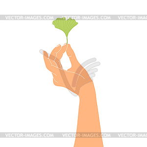 Human hand holding ginkgo leaf. Vector illustration - vector EPS clipart