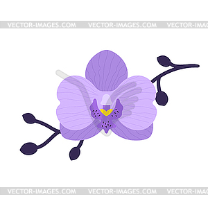 Hand drawn purple orchid flower with branch. Flat style - vector clipart