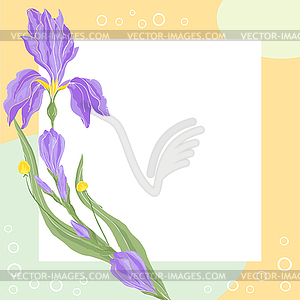 Iris floral template. Square frame with flower - vector clip art